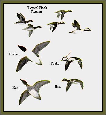GIF -- Picture of Flock Pattern
