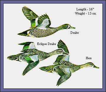 GIF -- Picture of Blue-Winged Teal