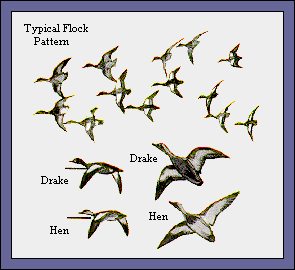 GIF -- Picture of Teal