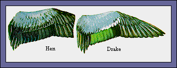 GIF -- Picture of Teal Wings