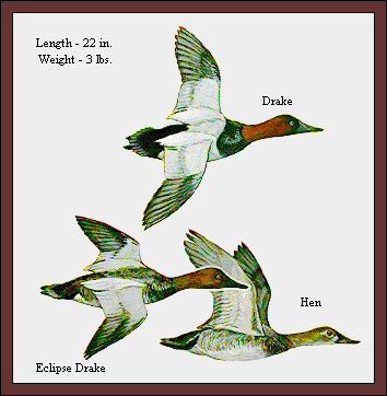 GIF -- Picture of canvasbacks
