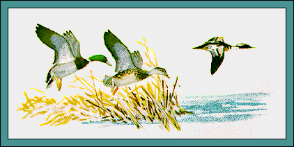 GIF -- Picture of Various Waterfowl