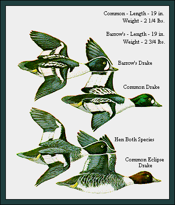 GIF -- Picture of Goldeneyes