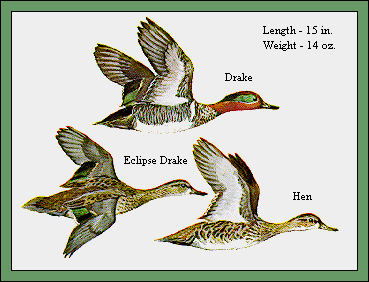 GIF -- Picture of Green-Winged Teal