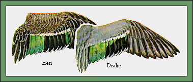 GIF -- Picture of Teal Wings