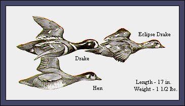 GIF -- Picture of Harlequins