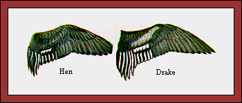 GIF -- Picture of Wings