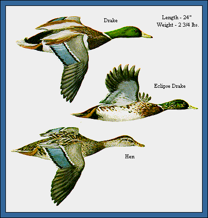 GIF -- Picture of Mallards