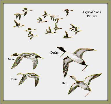 GIF -- Picture of Flock Pattern