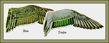 GIF -- Picture of Pintail Wings