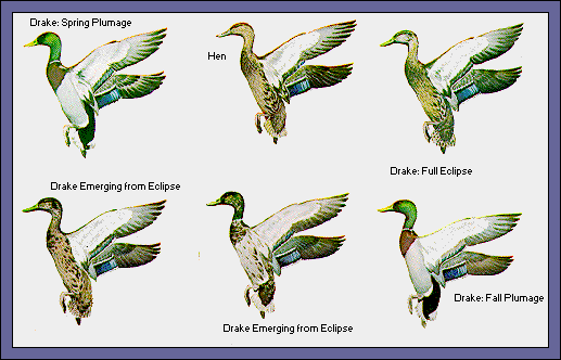 GIF -- Picture of Different Plumage Stages