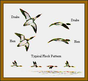 GIF -- Picture of Flock Pattern