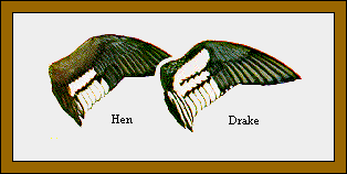 GIF -- Picture of Wings