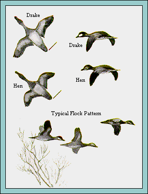 GIF -- Picture of Flock Pattern