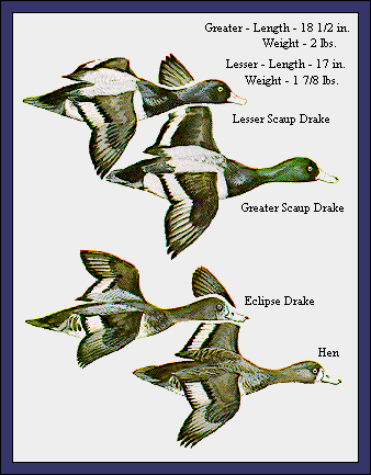 GIF -- Picture of Lesser Scaup