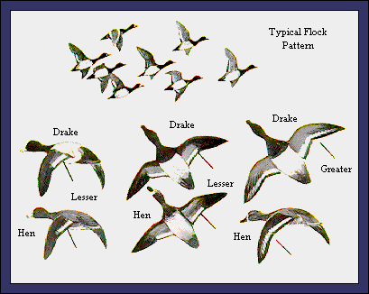 GIF -- Picture of Flock Pattern