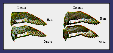 GIF -- Picture of Wings