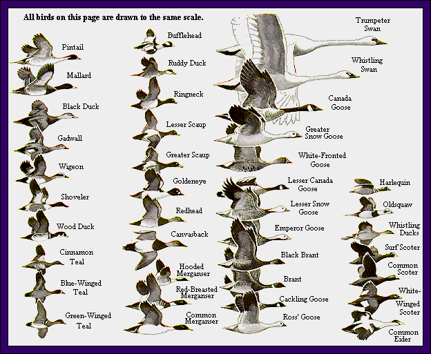GIF -- Picture of Harlequins