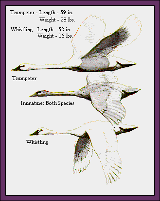 GIF -- Picture of Swans