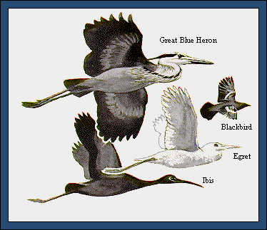 GIF -- Picture of Other Birds Attracted to Wetlands