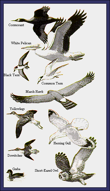GIF -- Picture of Other Birds Attracted to Wetlands