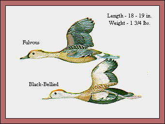 GIF -- Picture of Whistling Ducks