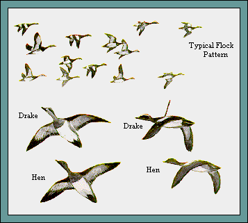 GIF -- Picture of Flock Pattern