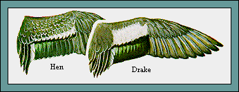 GIF -- Picture of Wigeon Wings