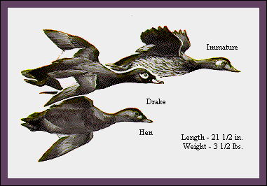 GIF -- Picture of White-Winged Scoter